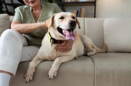 cuánto cuesta un seguro para perros