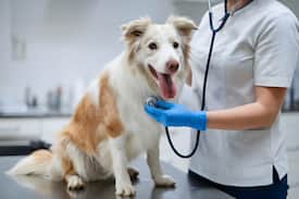 mejor seguro para perros