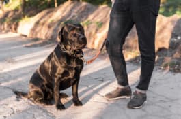 multa por no tener seguro de perro peligroso