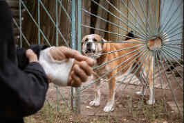 perro provoca accidente