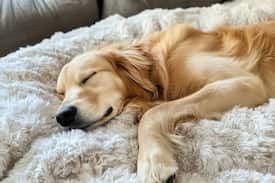 seguro de hogar para perros