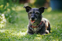 seguro para perros mayores de 10 años